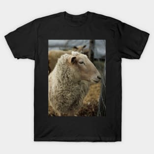 Curious Sheep with Bad Hair Day V1 T-Shirt